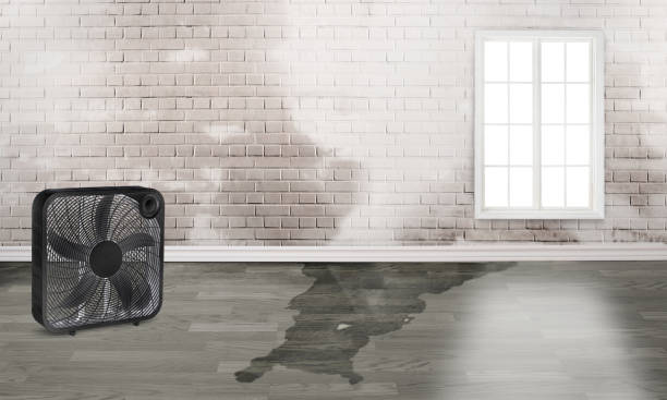 Best Water damage cleanup near me  in Oakbrook Terrace, IL